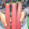 Rhubarb Mt Tamborine